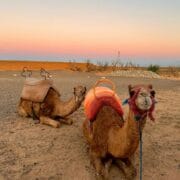 Camels in the Agafay desert, Marrakech _3