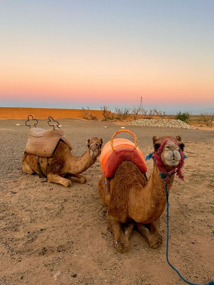 Camels in the Agafay desert Marrakech 3